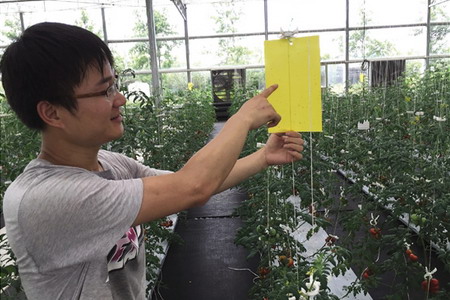 上虞农发精品园区种植基地纳米凝水膜无土栽培小番茄