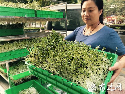 净水发芽苗菜种植基地李香林中年创业真的很“骨感”