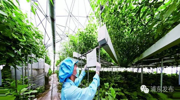 上海赋民农业种植基地水处理设施构成“云种植”体系