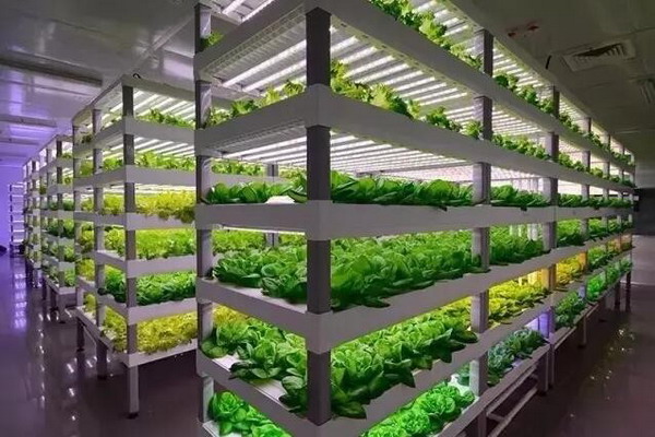 中科生物福建安溪植物工厂生产的蔬菜可直接摆上餐桌