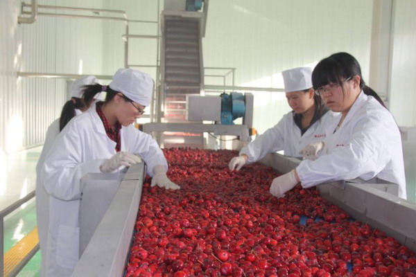 府谷县聚金邦农产品开发有限公司的工人们正在海红果酒生产线上工作