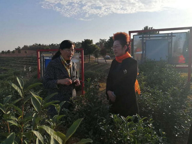 11月5日，浙江大学茶学系教授屠幼英博士（左）应邀来到罗山县灵山茶业进行茶叶加工技术方面现场指导。