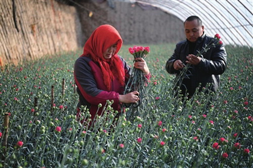 宁夏丝路康花工厂化种植基地里的花儿都喝上了纯净水