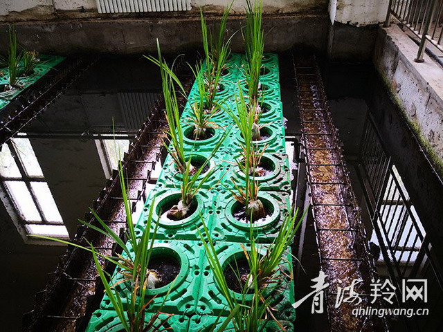 西宁市第一再生水厂膜法再生水源源不断地为湿地补水