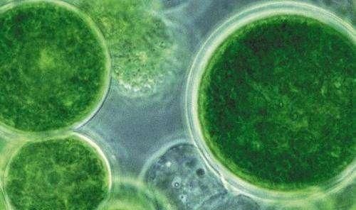 高藻水处理中会应用到的膜技术——超滤膜