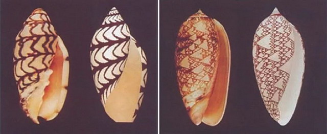 贝壳的花纹，也是图灵结构（图片来源：Bishougai-HP/Science）