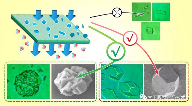 新型水凝胶膜连续、高选择性制备生物大分子晶体研究