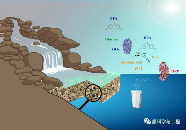 纳滤膜包埋双酶为去除饮用水微污染物构建智能膜系统